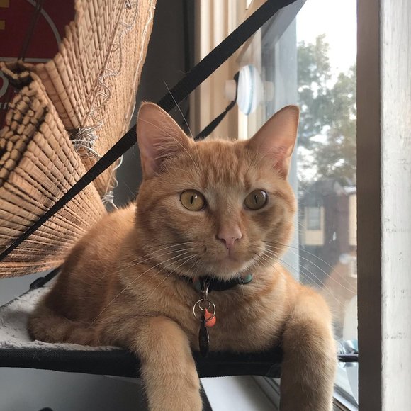 Meet your Posher, Samantha - Picture 1 of 1